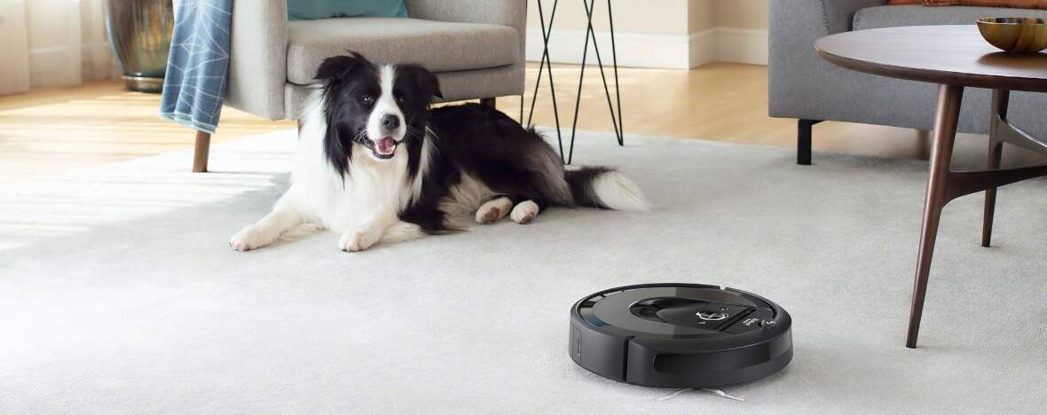 pies border collie leżący na dywanie, obok roomba i7 odkurza podłogi