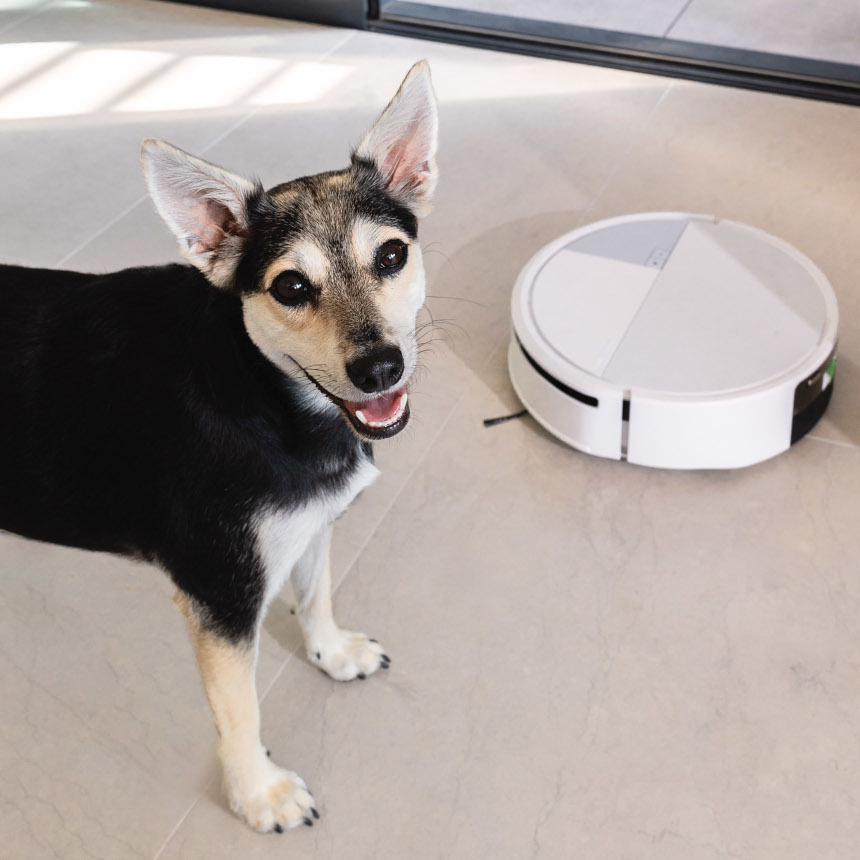 Robot Roomba 705 sprząta w salonie obok zadowolonego psa