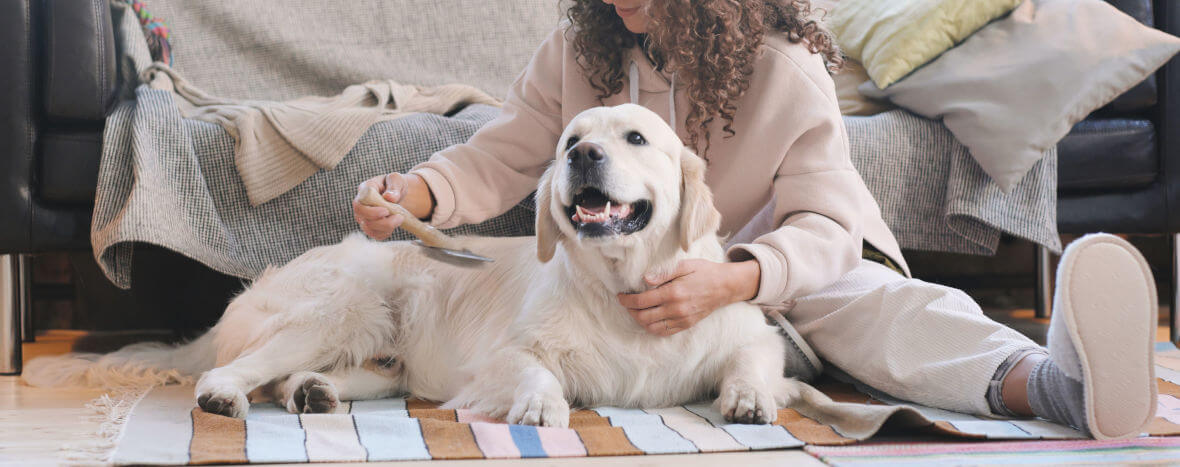 Wyczesywanie psa rasy Golden Retriever