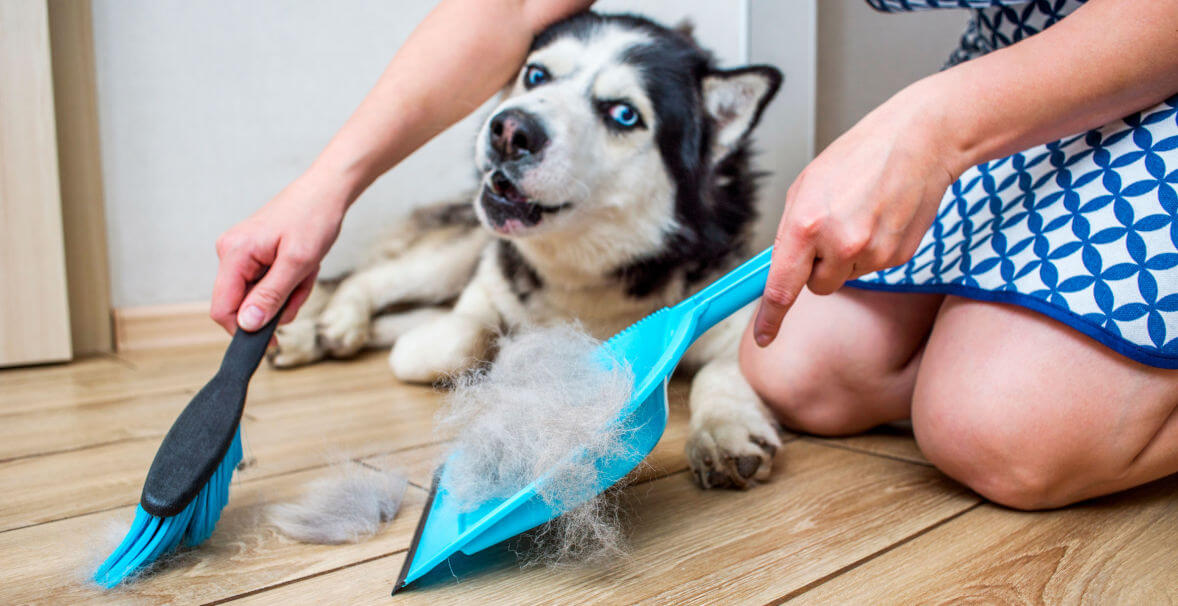 Pies husky gubiący sierść