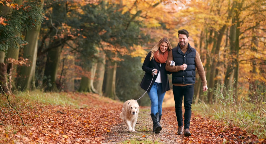 Kobieta i mężczyzna spacerują po jesiennym lesie razem z psem w typie golden retriever