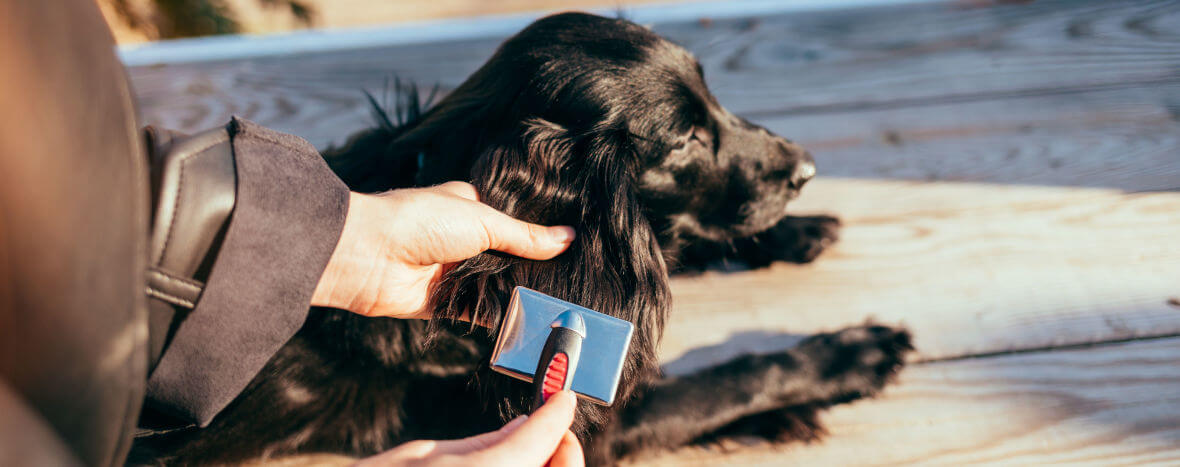 Wyczesywanie psa cocker spaniel czarny