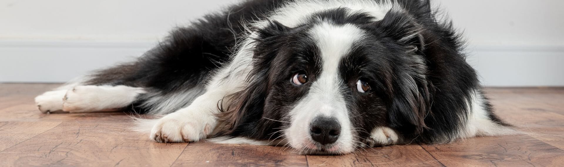Jak przyzwyczaić psa do odkurzacza typu Roomba?