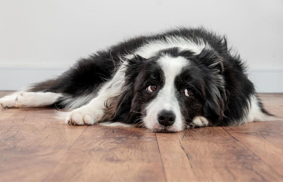 Jak przyzwyczaić psa do odkurzacza typu Roomba?