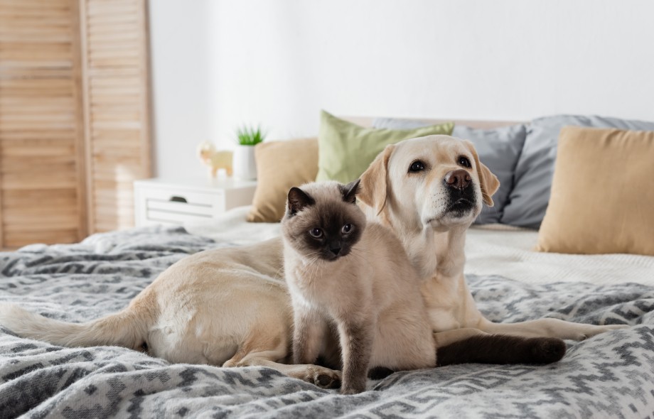 Jaki robot sprzątający najlepiej sprawdzi się w domu ze zwierzętami?