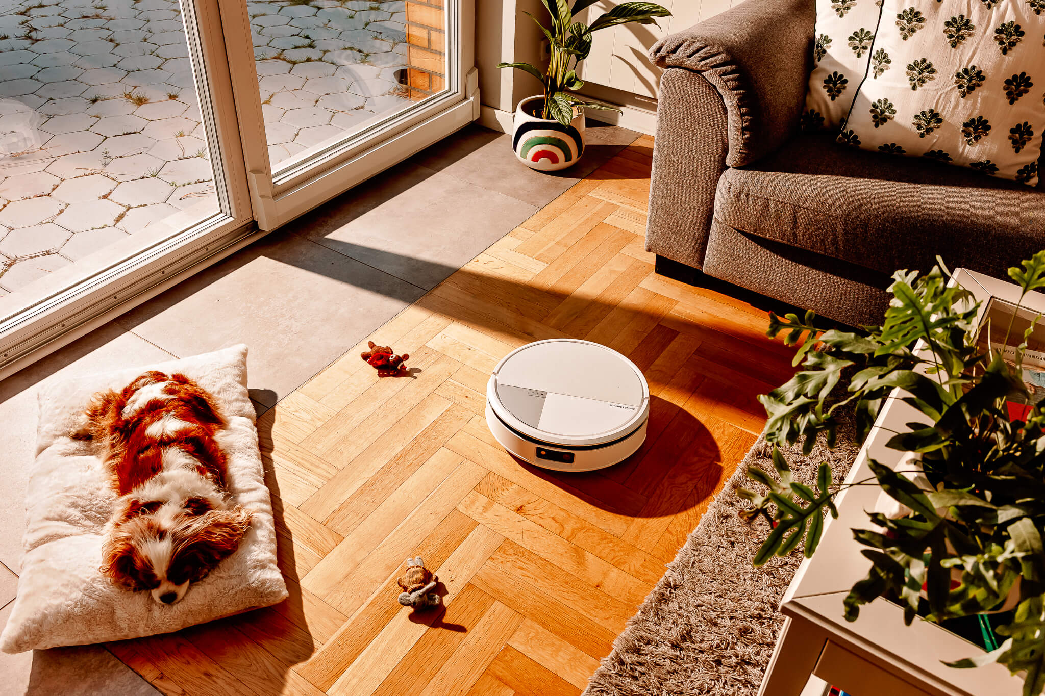 Roomba Max 705 Combo odkurza podłogę w salonie omijając rozrzucone zabawki i psa śpiącego na posłaniu